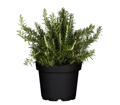 Rosmarinus officinalis 'Prostratus'