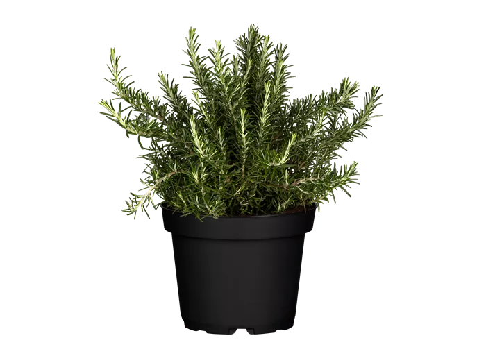 Rosmarinus officinalis 'Prostratus'