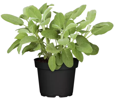 Salvia officinalis