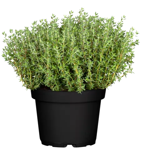 Thymus vulgaris
