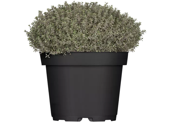 Thymus x citriodorus 'Silver Queen'