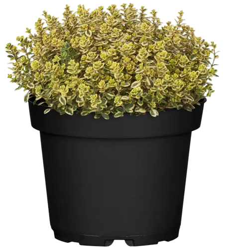 Thymus x citriodorus 'Lemon Variegated'