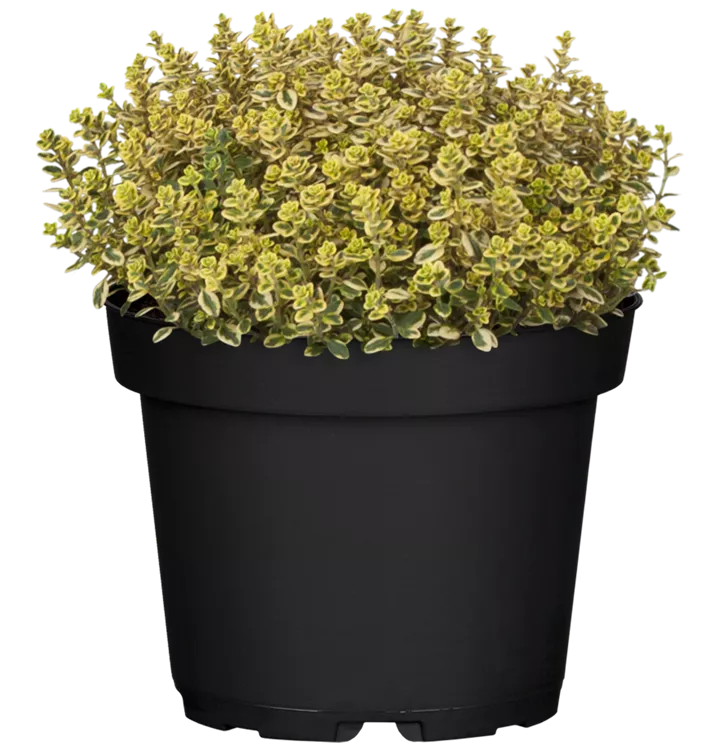 Zitronen-Thymian 'Lemon Variegated'