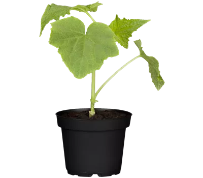 Cucumis sativus 'Cyrano'