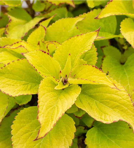 Coleus blumei ´Down Town Royalty´