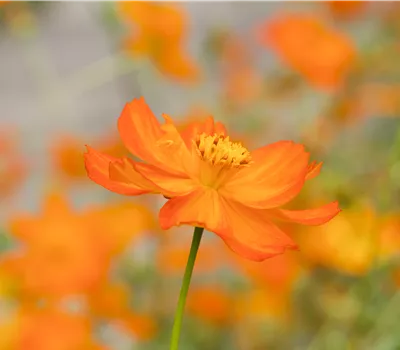 Cosmos Sulphureus Mischung