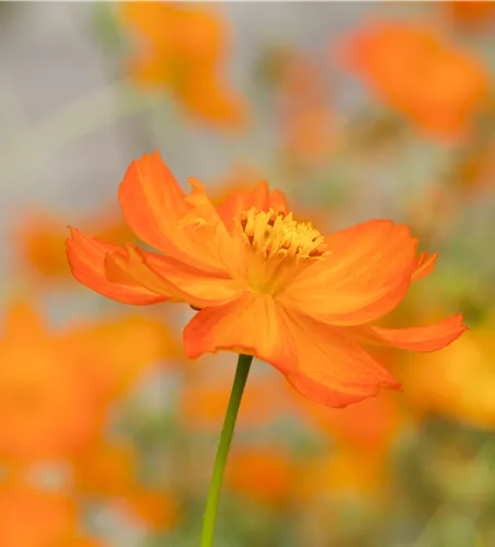 Cosmos Sulphureus Mischung