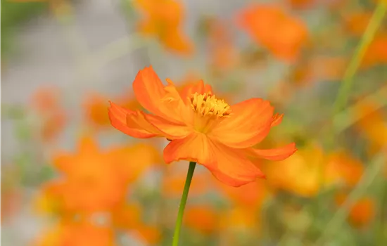 Cosmos Sulphureus Mischung