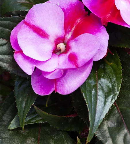 Impatiens neuguinea 'ColorPower® Lavender Flame´