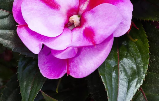 Impatiens neuguinea 'ColorPower® Lavender Flame´
