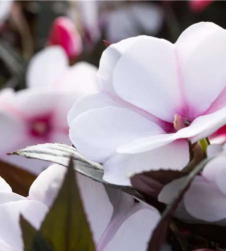 Impatiens neuguinea 'ColorPower® White Pink Eye´