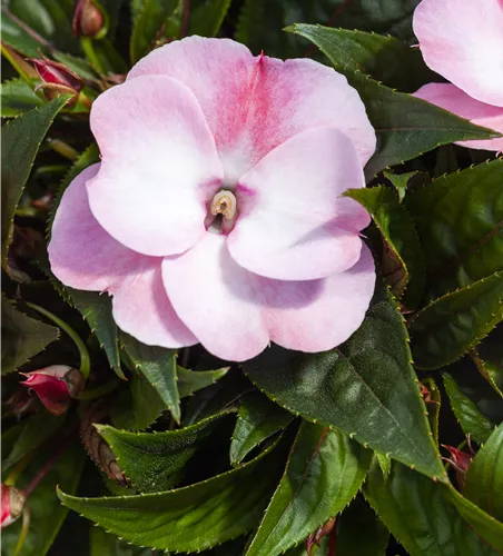 Impatiens neuguinea 'ColorPower® White Red Flame´