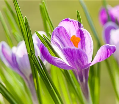 Gartenarbeit im März: Vorbereitung auf den Frühling 