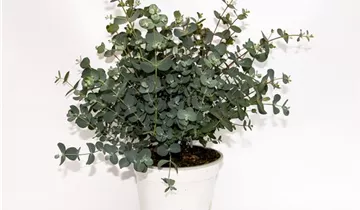 1A Garten Ammer 1A Garten Ammer