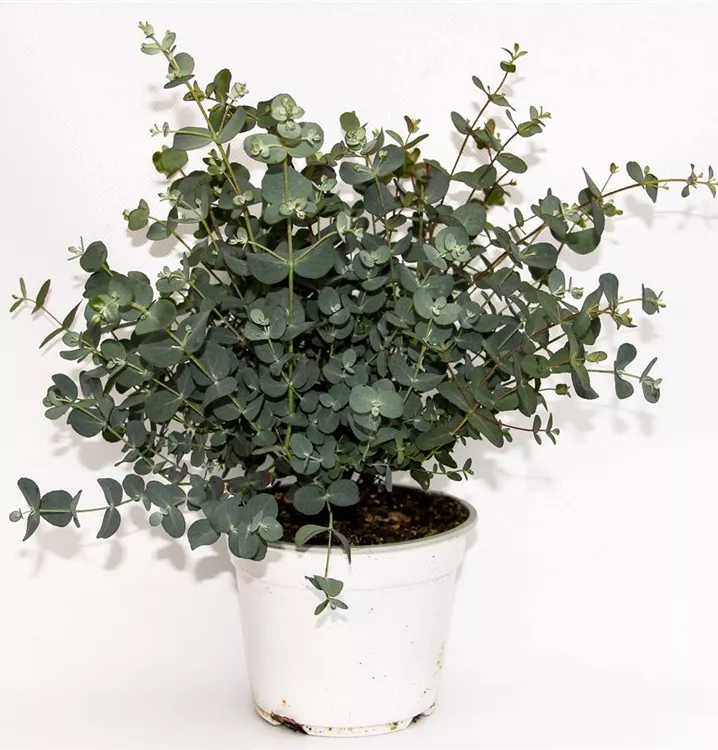 Echter Eukalyptus