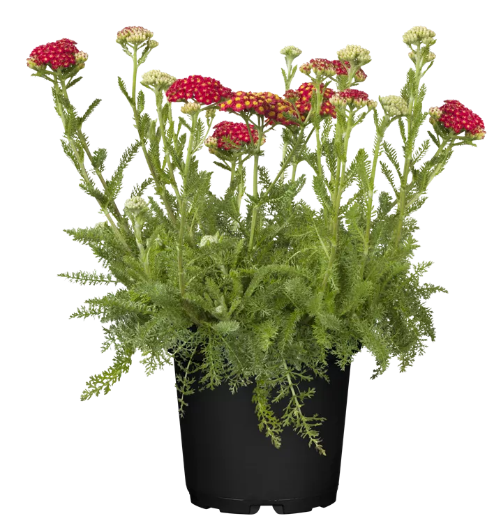 Schafgarbe 'Kirschkönigin'