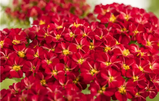 Achillea millefolium 'Kirschkönigin'