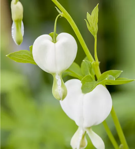 Dicentra spectabilis 'Alba'