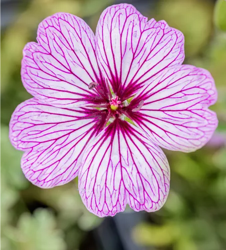 Geranium cinereum 'Ballerina'