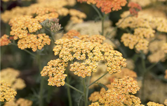 Achillea millefolium 'Terracotta'