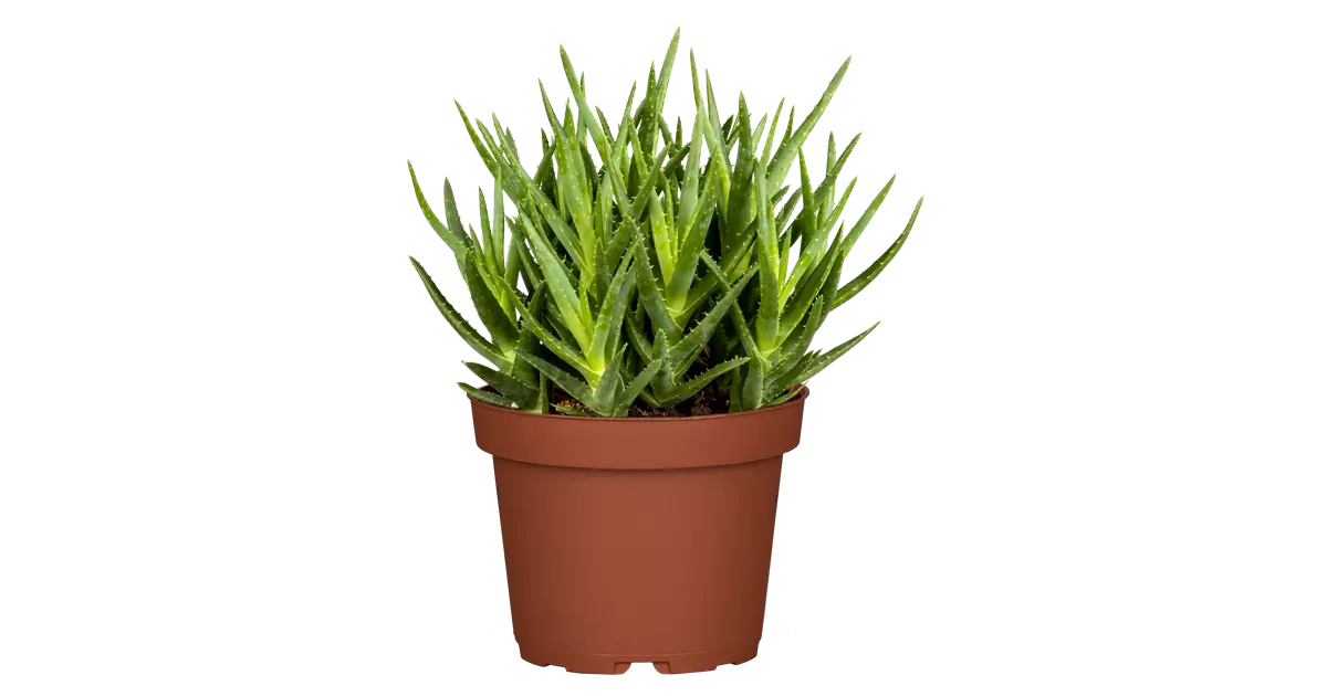 Aloe arborescens, Baum-Aloe, Zimmerpflanzen Online und vor Ort kaufen - 1A  Garten Ammer