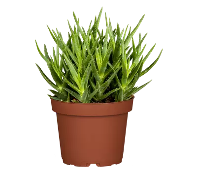 Aloe arborescens