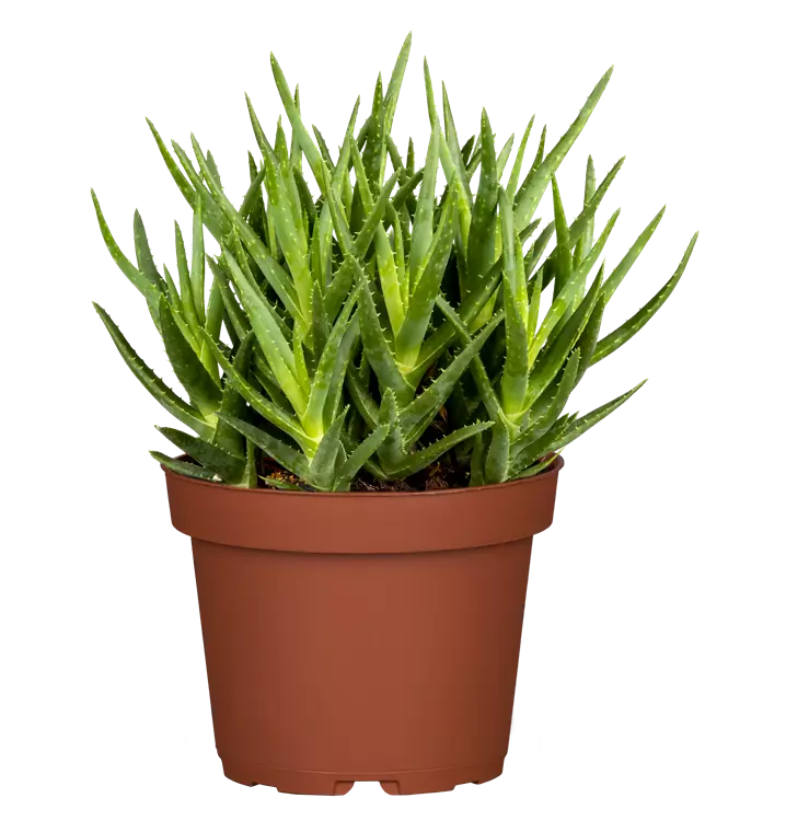 Baum-Aloe