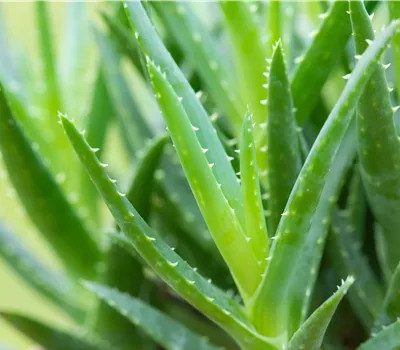 Aloe arborescens