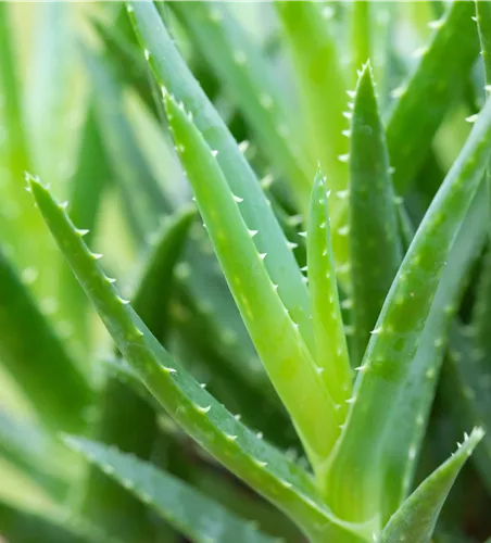 Aloe arborescens