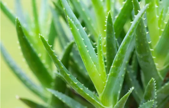 Aloe arborescens