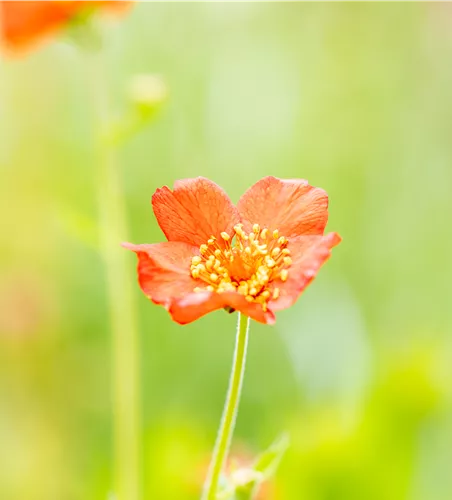 Geum chiloense 'Feuerball'