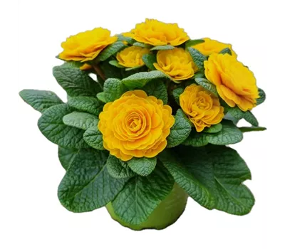 Primula vulgaris BELARINA 'Goldie' Primula vulgaris BELARINA 'Goldie'