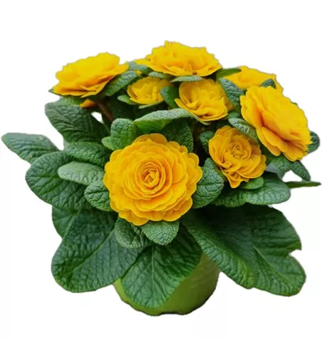 Primula vulgaris BELARINA 'Goldie'