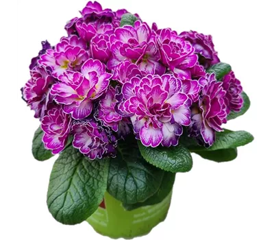 Primula vulgaris BELARINA ´Candy Frost´ Primula vulgaris BELARINA ´Candy Frost´