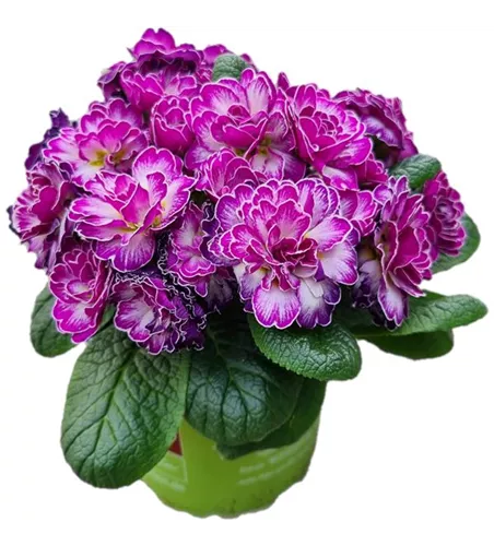 Primula vulgaris BELARINA ´Candy Frost´