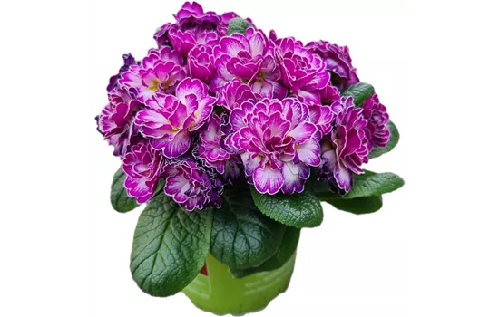 Primula vulgaris BELARINA ´Candy Frost´