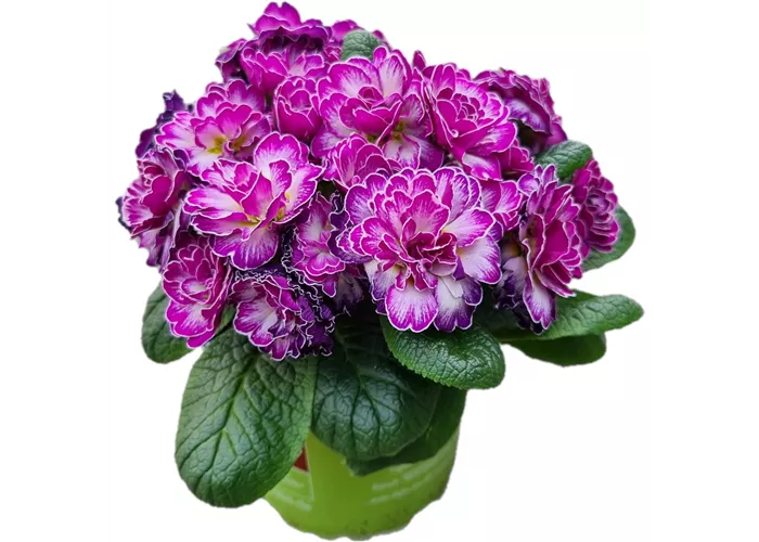 Primula vulgaris BELARINA ´Candy Frost´