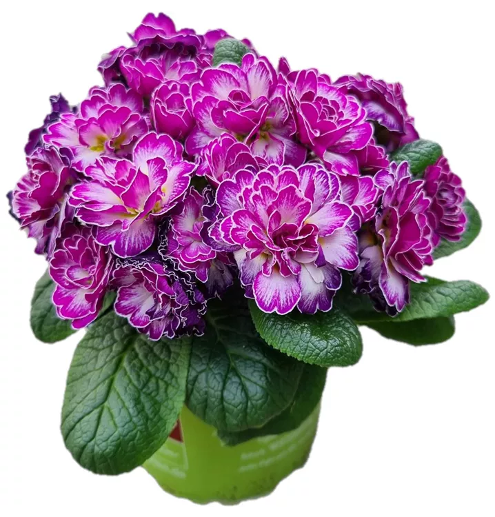 Kissen-Primel BELARINA ´Candy Frost´