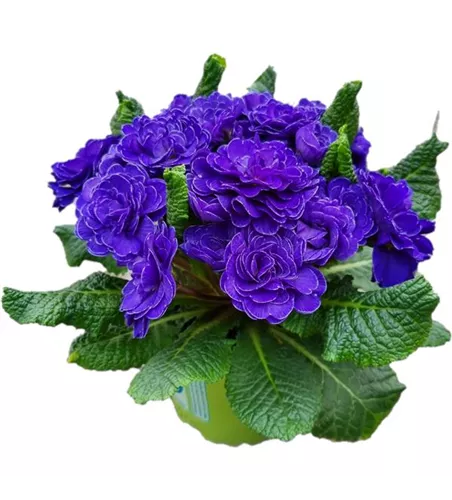 Primula vulgaris BELARINA 'Ocean Blue´