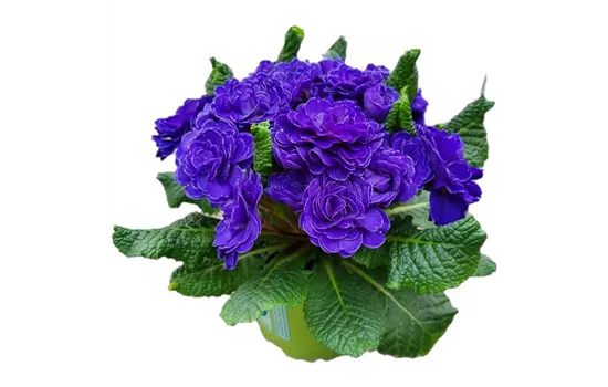 Primula vulgaris BELARINA 'Ocean Blue´