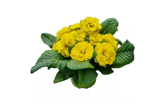 Primula vulgaris BELARINA 'Day-Glo Yellow'