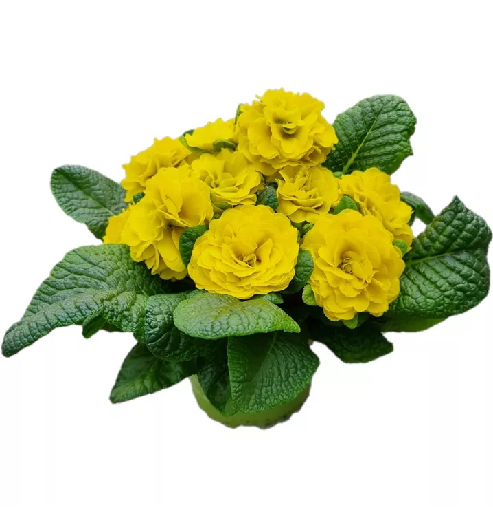 Kissen-Primel BELARINA 'Day-Glo Yellow'
