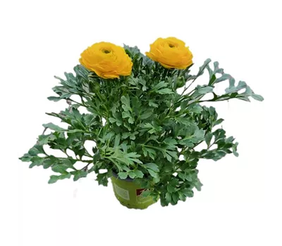Ranunculus asiaticus, gelb