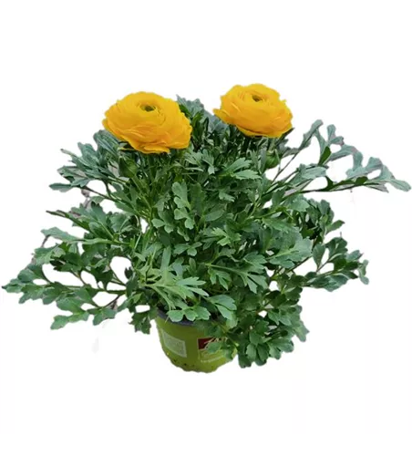 Ranunculus asiaticus, gelb