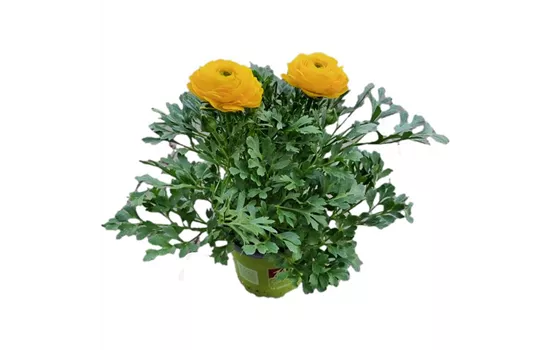 Ranunculus asiaticus, gelb