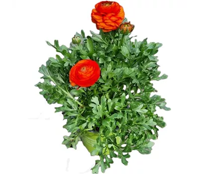 Ranunculus asiaticus, orange