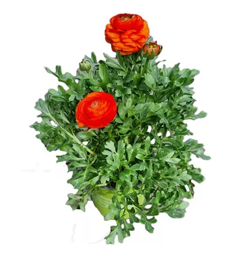 Ranunculus asiaticus, orange
