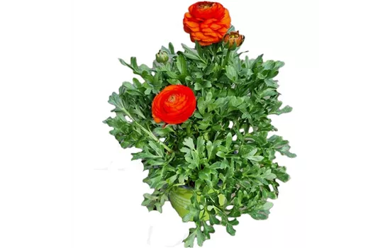 Ranunculus asiaticus, orange