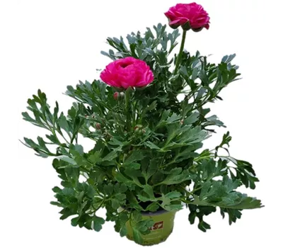 Ranunculus asiaticus, rosa