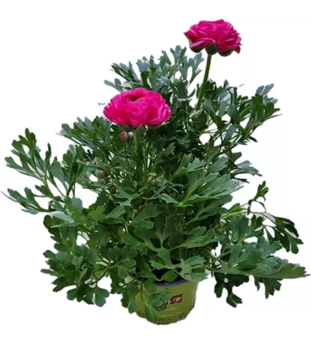 Ranunculus asiaticus, rosa